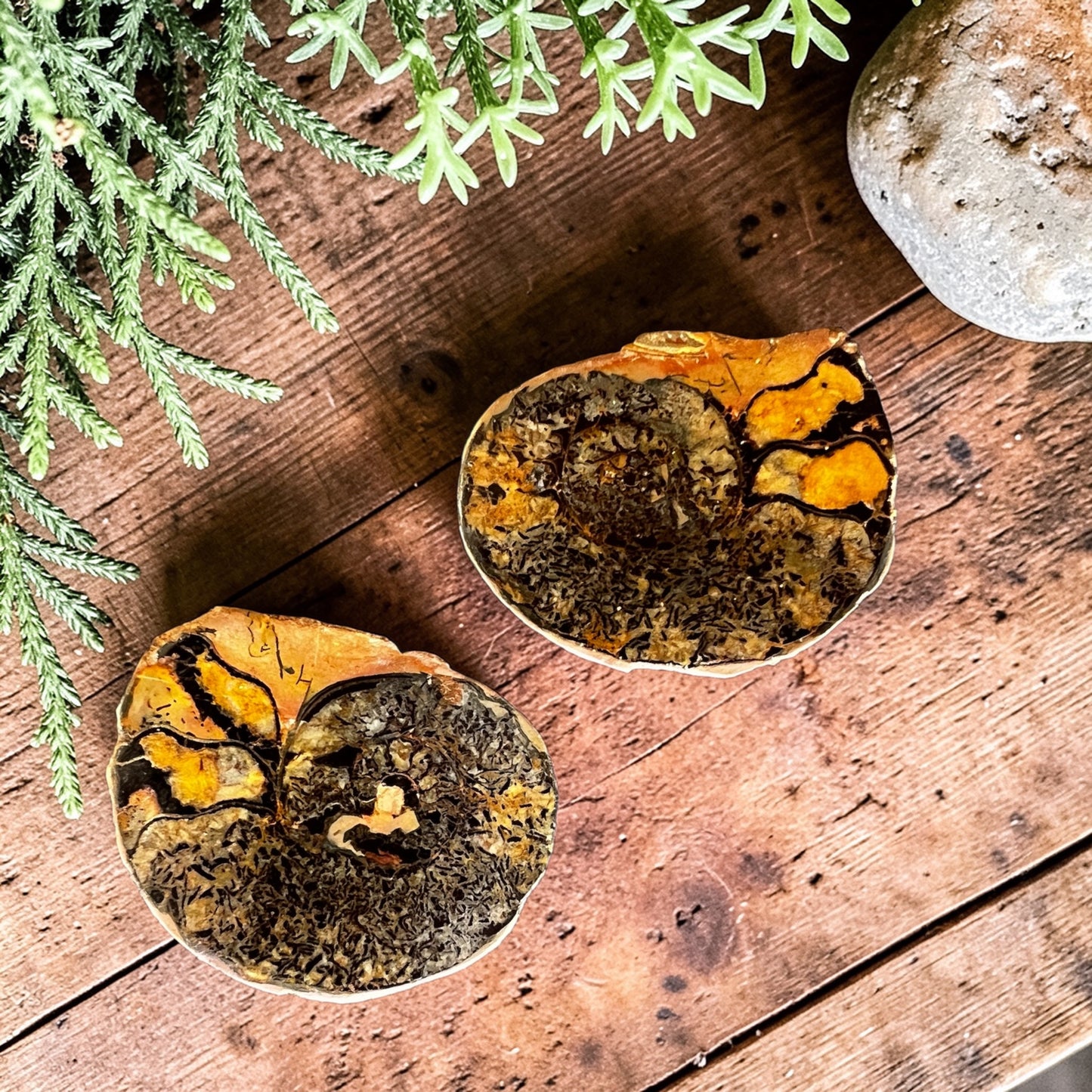CARVINGS || HEMATITE AMMONITE PAIR