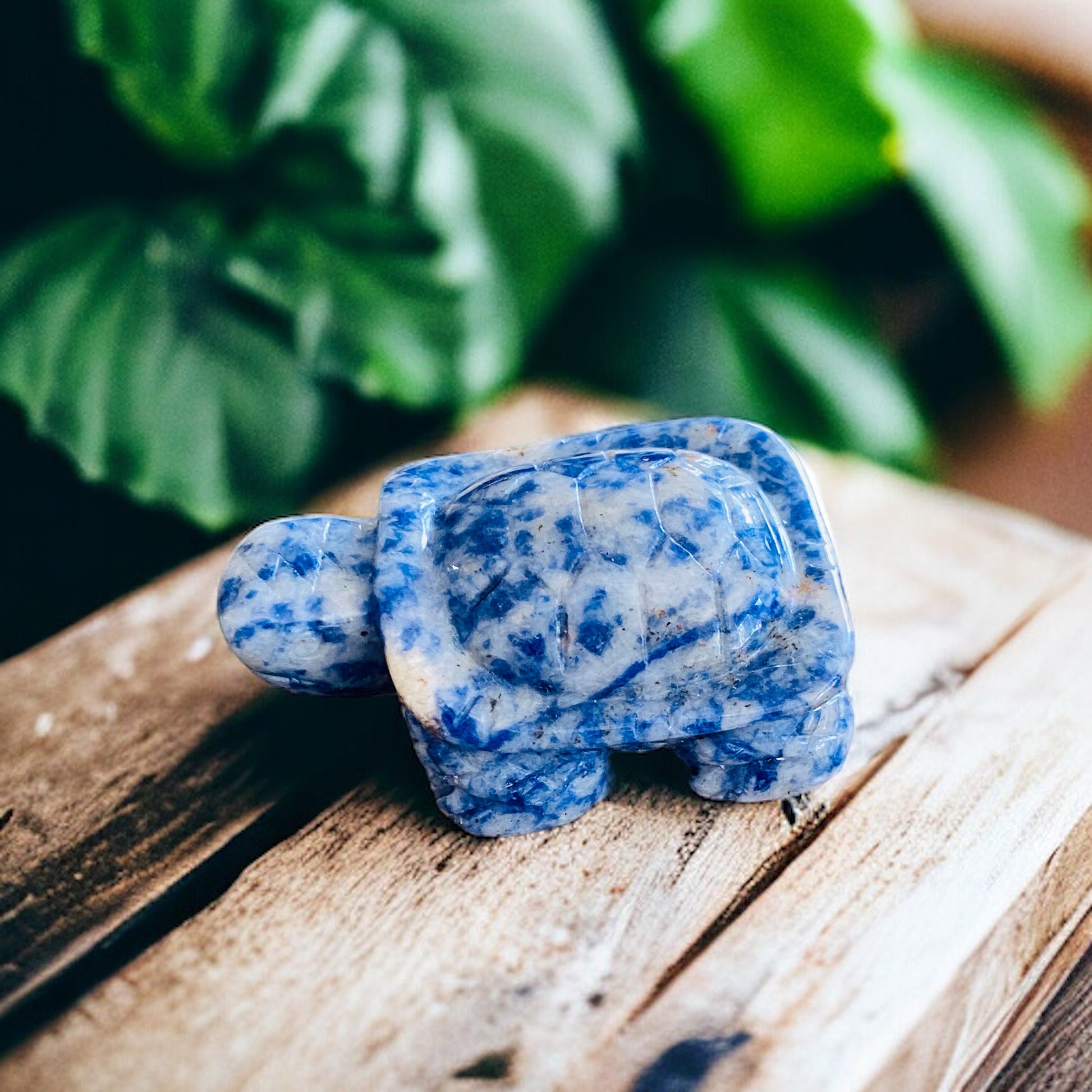 CARVINGS || SODALITE TORTOISE