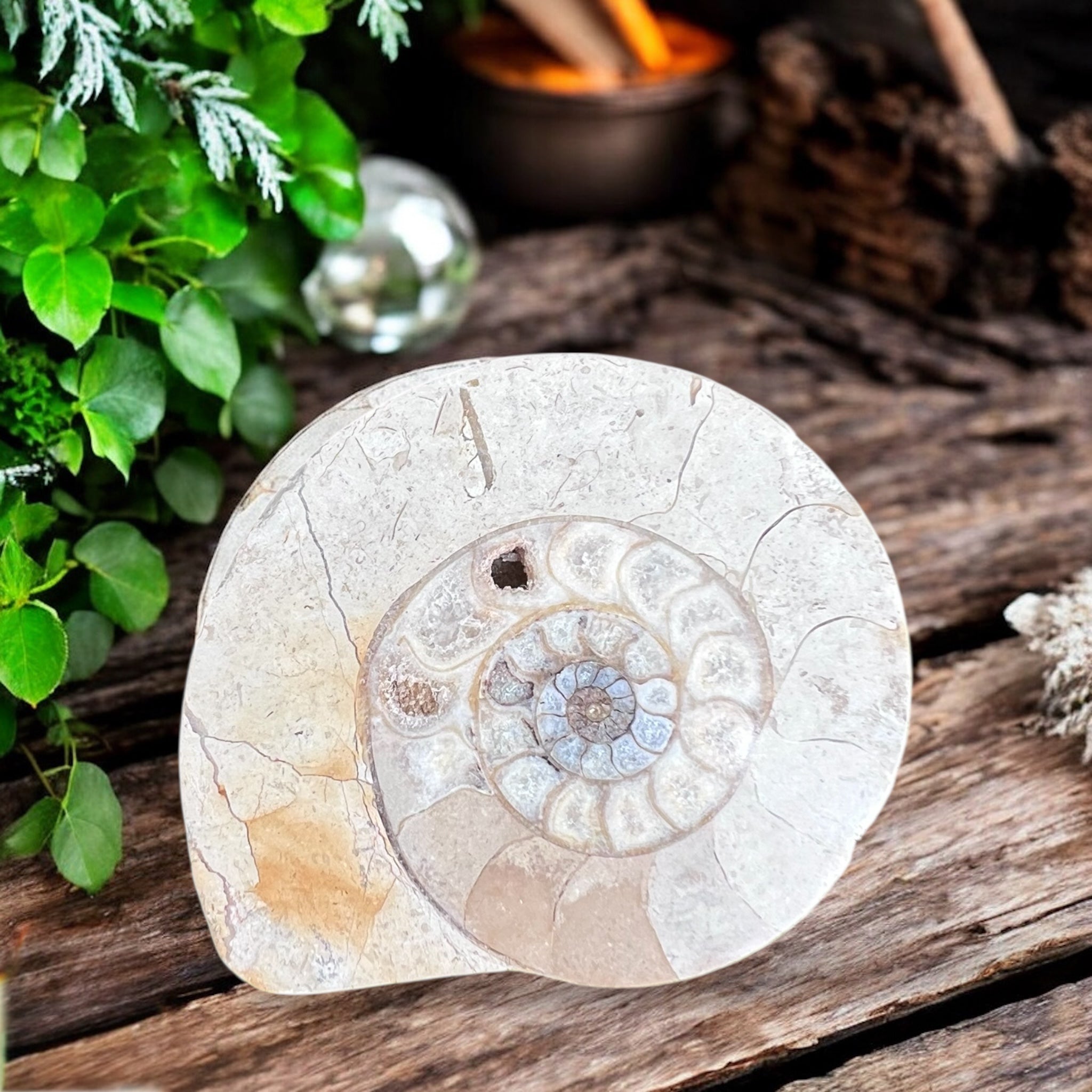 CARVINGS || AMMONITE SPIRALS