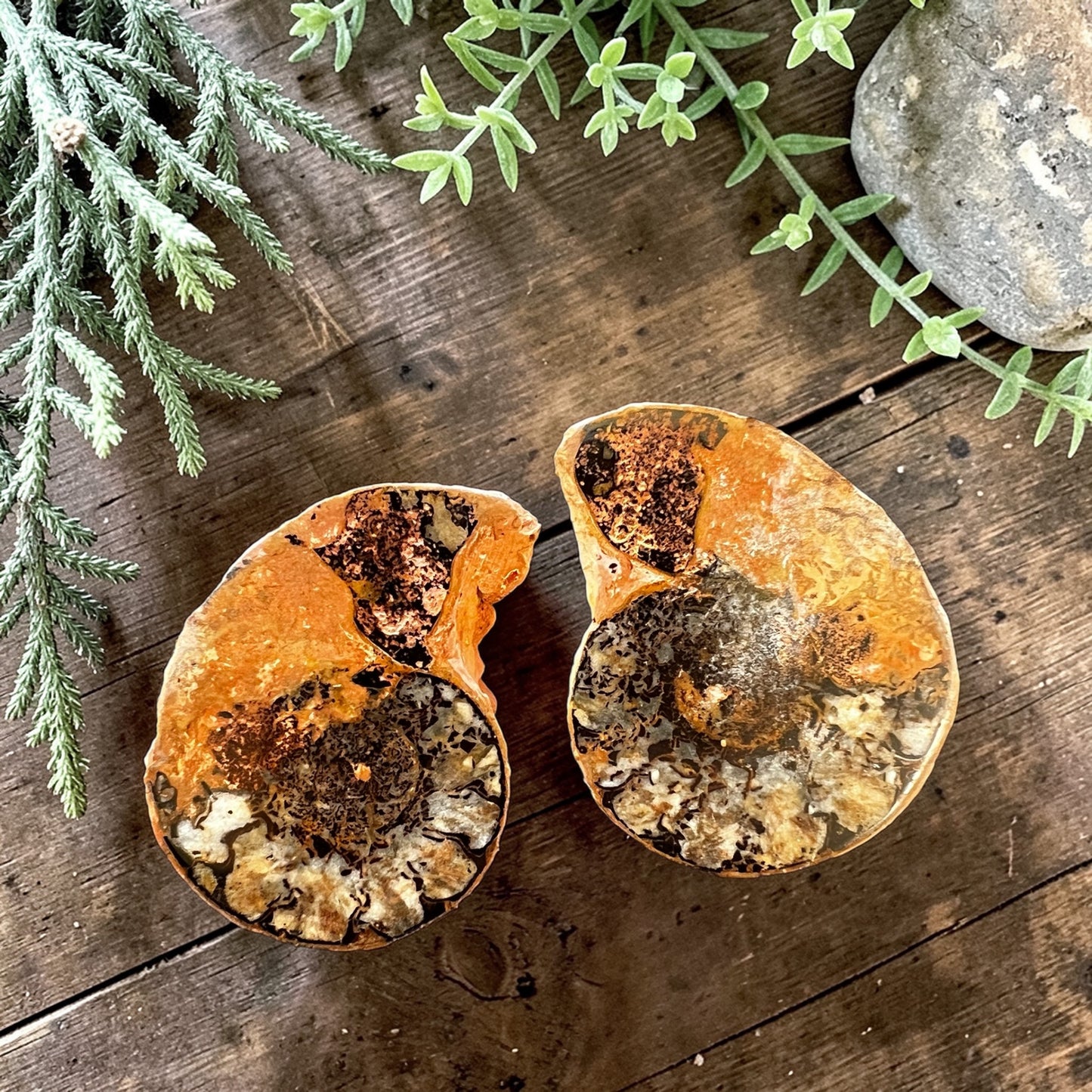 CARVINGS || HEMATITE AMMONITE PAIR