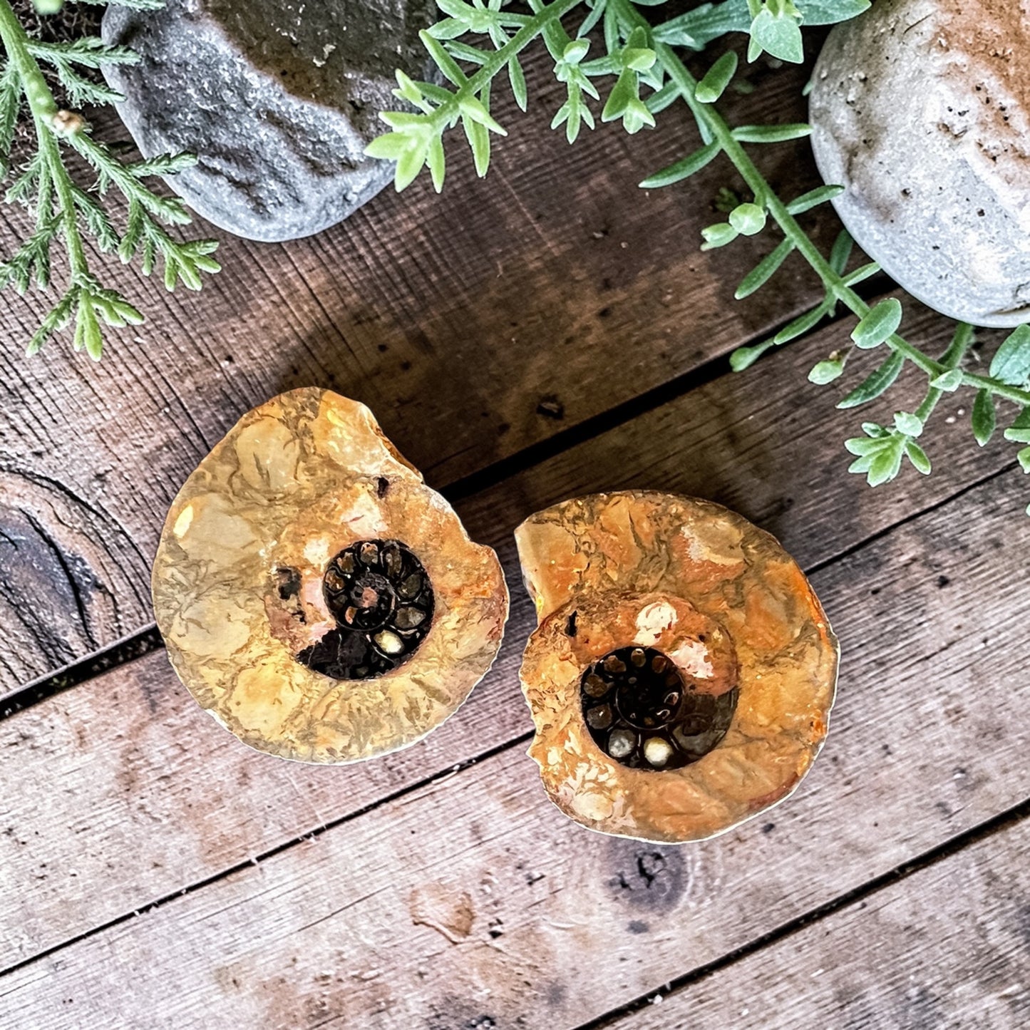 CARVINGS || HEMATITE AMMONITE PAIR