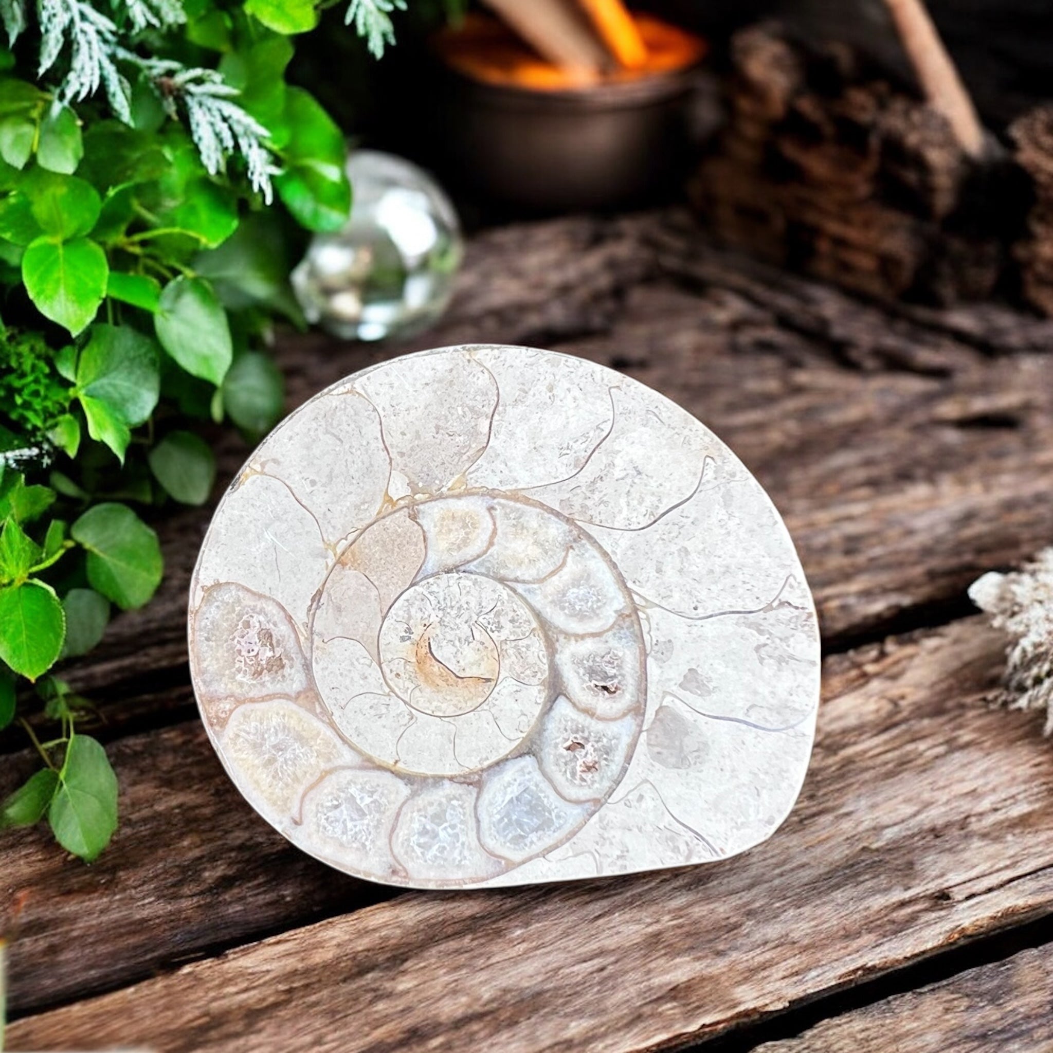 CARVINGS || AMMONITE SPIRALS