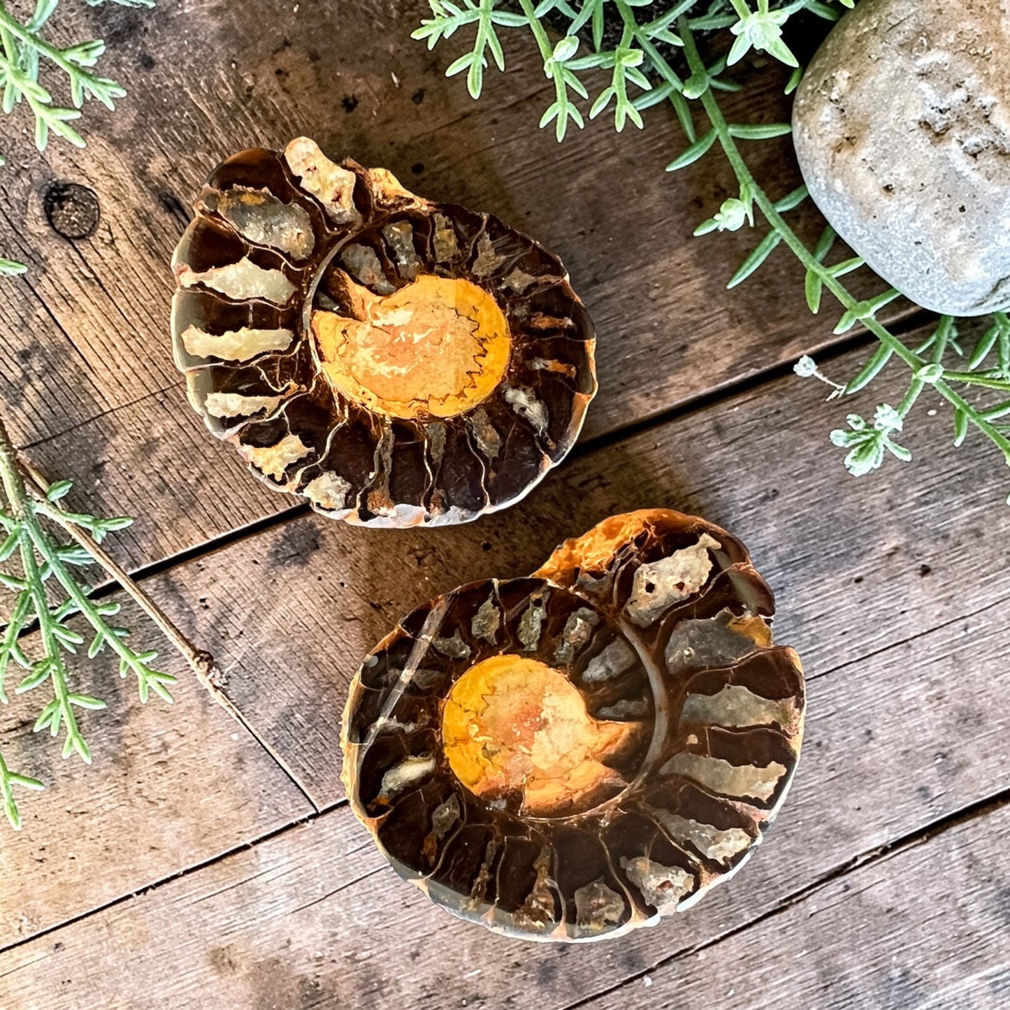 CARVINGS || HEMATITE AMMONITE PAIR