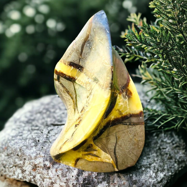 GENERATORS || SEPTARIAN FLAME