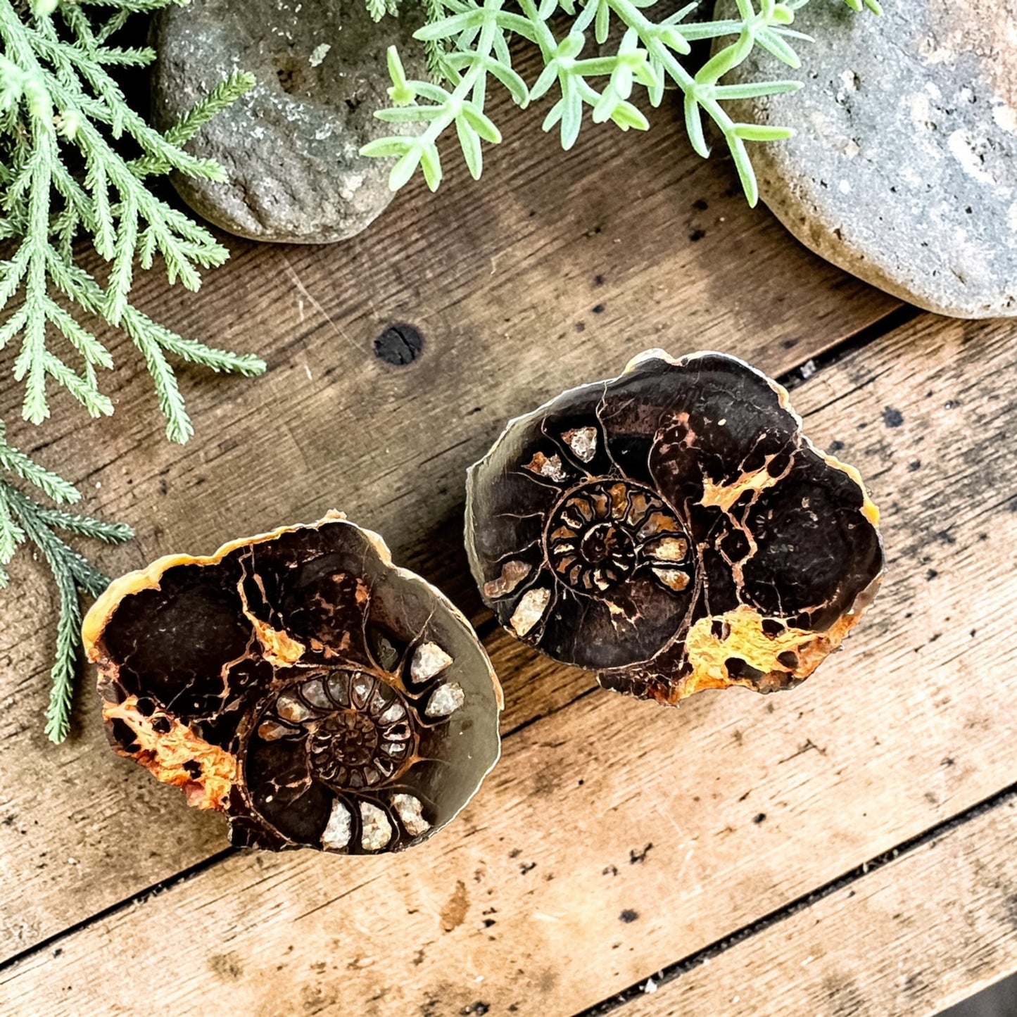 CARVINGS || HEMATITE AMMONITE PAIR