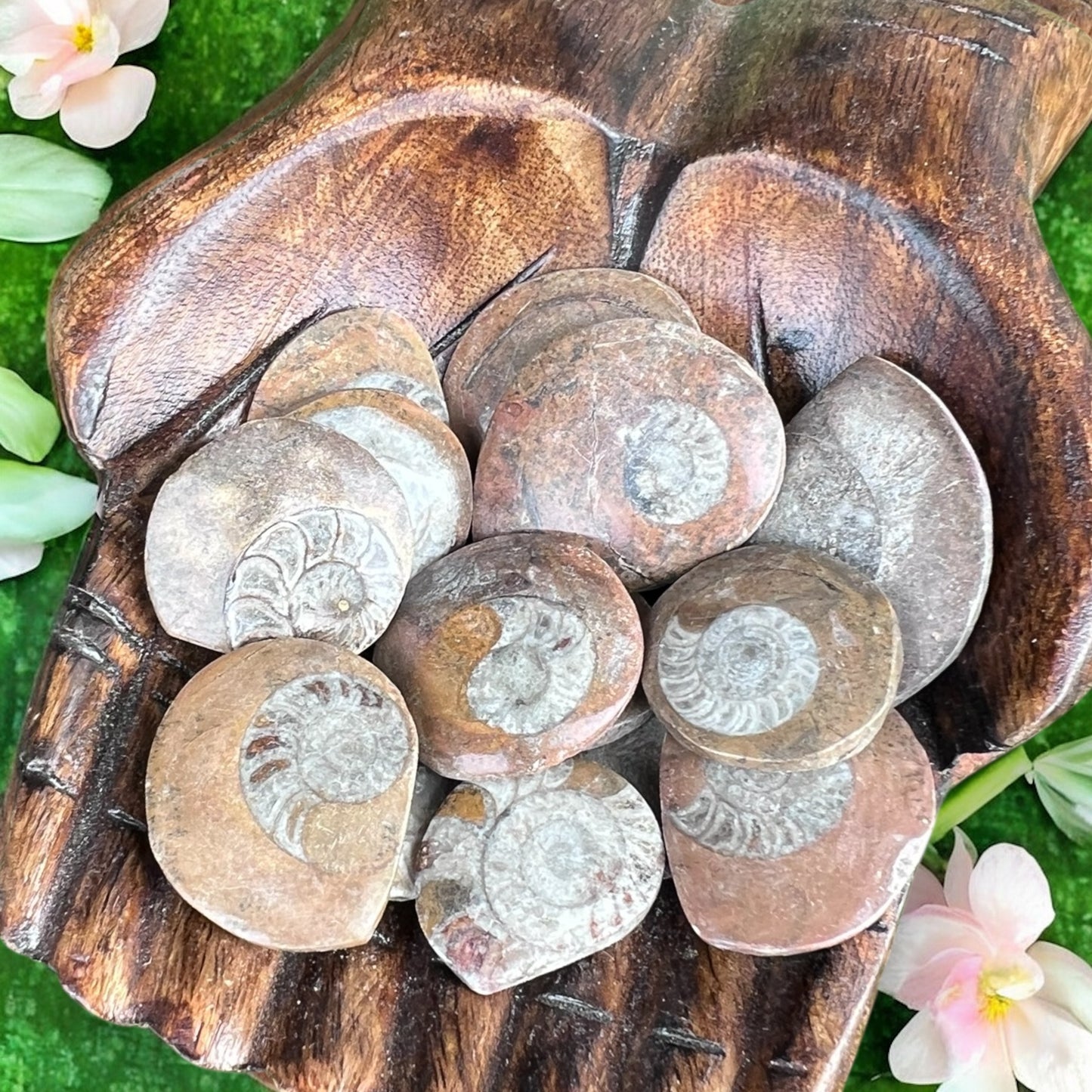CARVINGS || AMMONITE SPIRAL