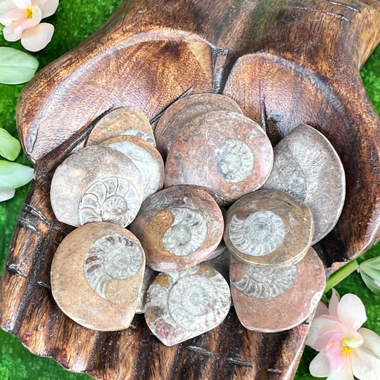 CARVINGS || AMMONITE SPIRAL