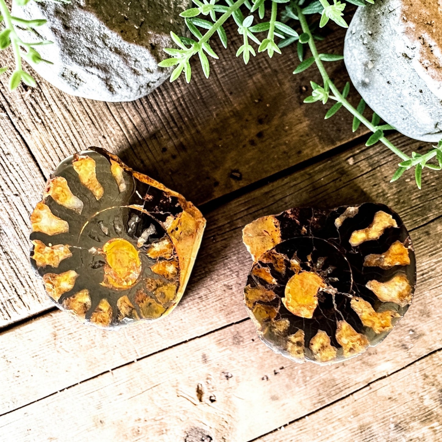 CARVINGS || HEMATITE AMMONITE PAIR