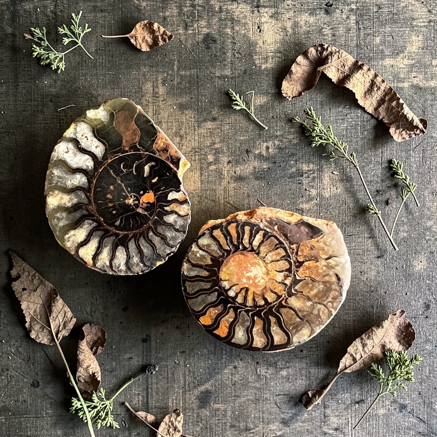 CARVINGS || HEMATITE AMMONITE PAIR
