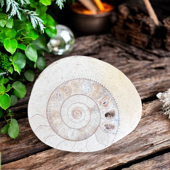 CARVINGS || AMMONITE SPIRALS