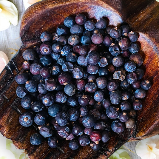HERBS || JUNIPER BERRIES