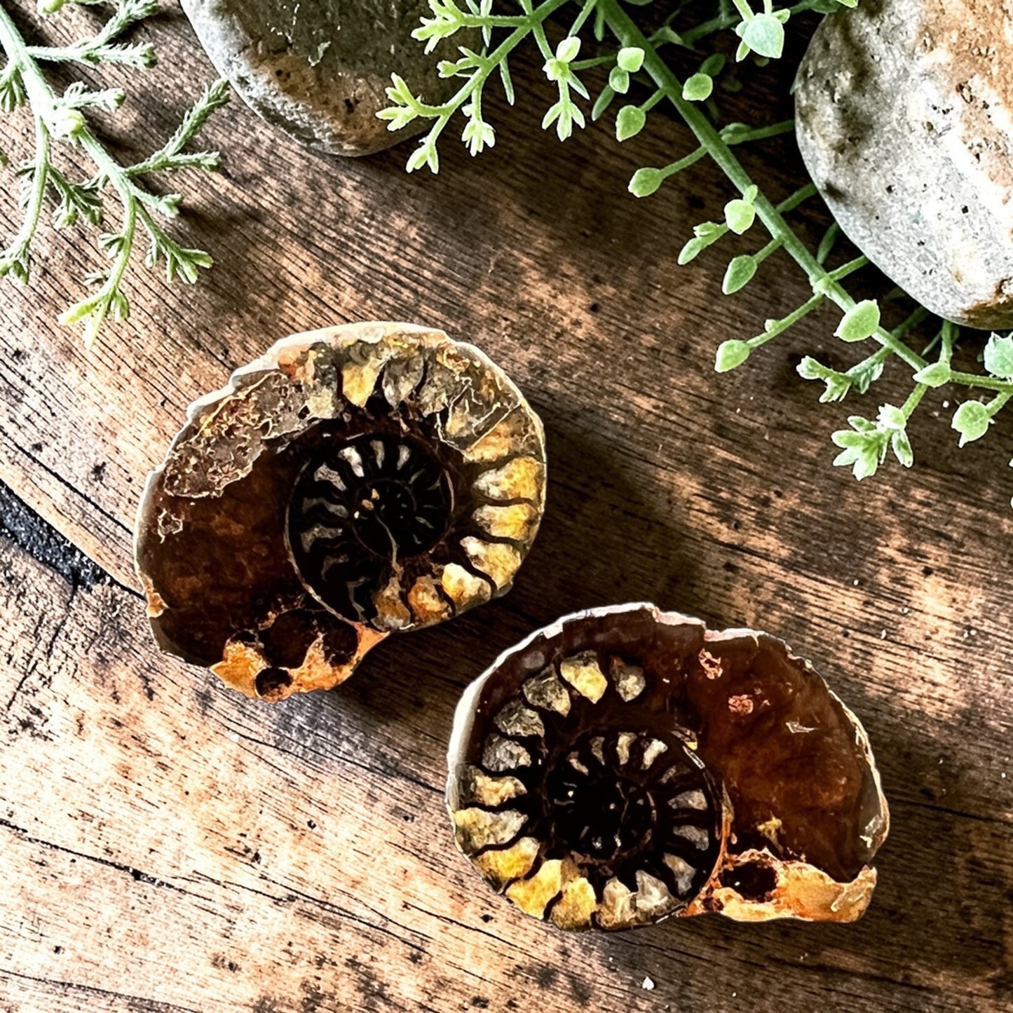 CARVINGS || HEMATITE AMMONITE PAIR