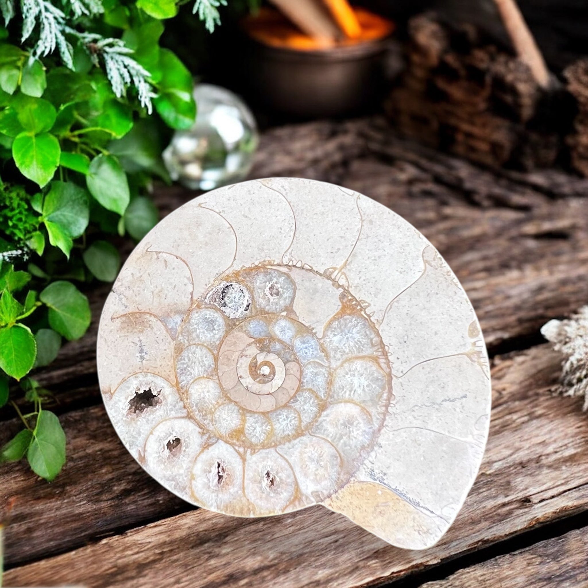 CARVINGS || AMMONITE SPIRALS