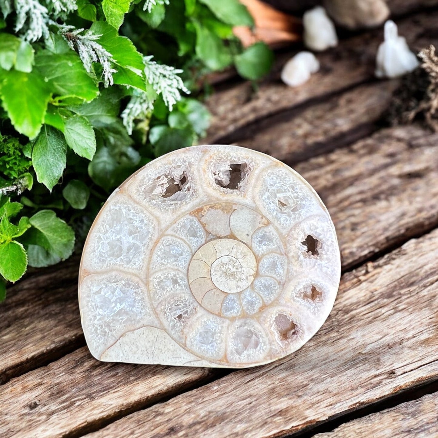 CARVINGS || AMMONITE SPIRALS