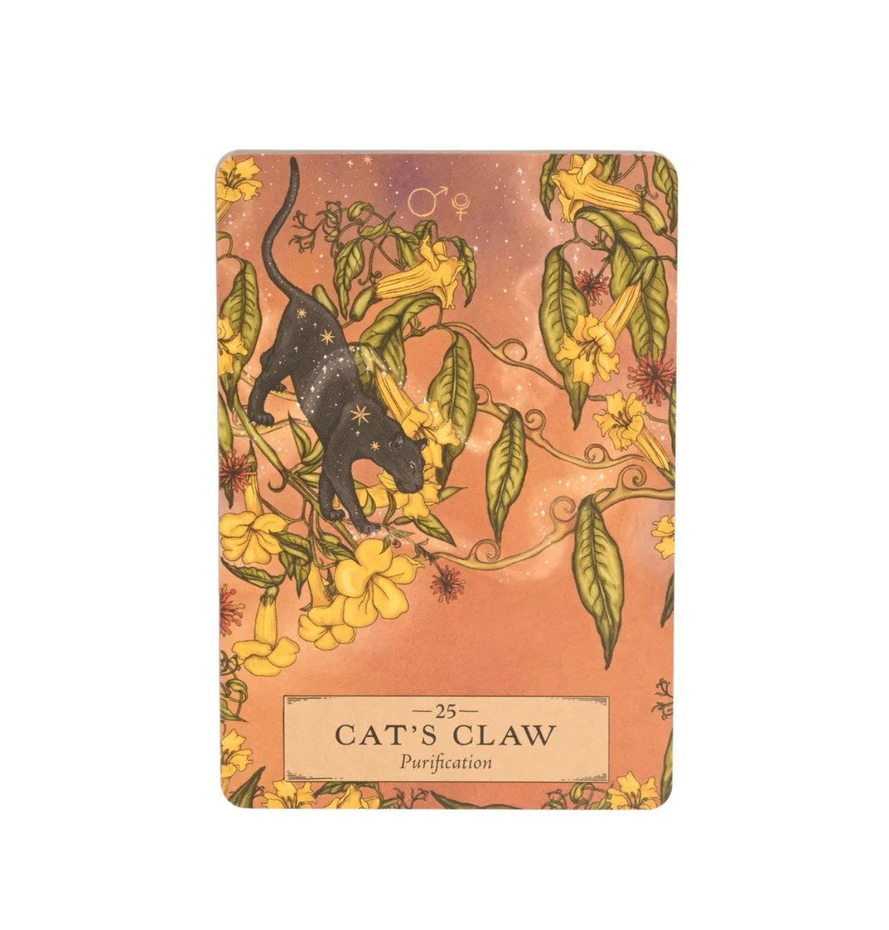 ORACLE CARDS || THE HERBAL ASTROLOGY